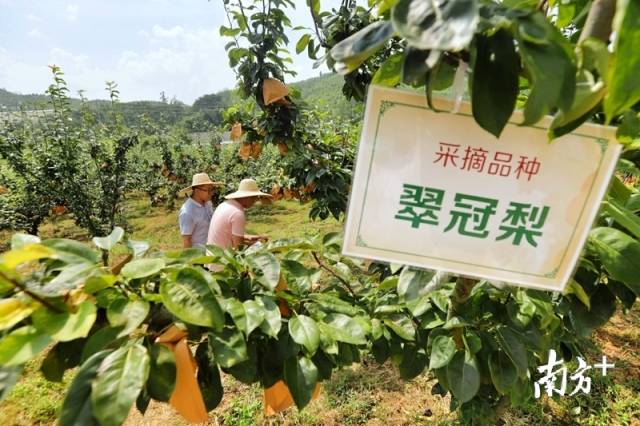 走進(jìn)果場采摘水晶梨。梁素雅 攝