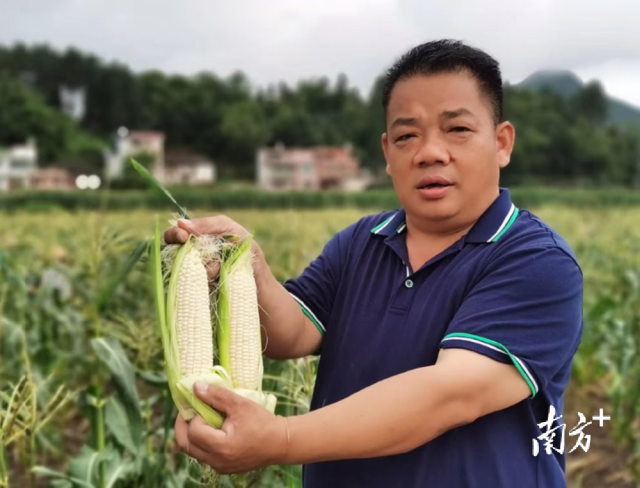 四聯(lián)村試點(diǎn)種植水果玉米，走特色產(chǎn)業(yè)發(fā)展道路。
