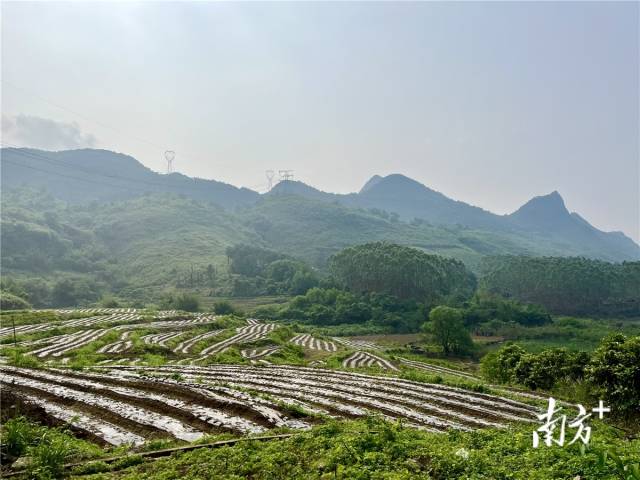 九陂鎮(zhèn)高相村打造的中藥材種植基地。